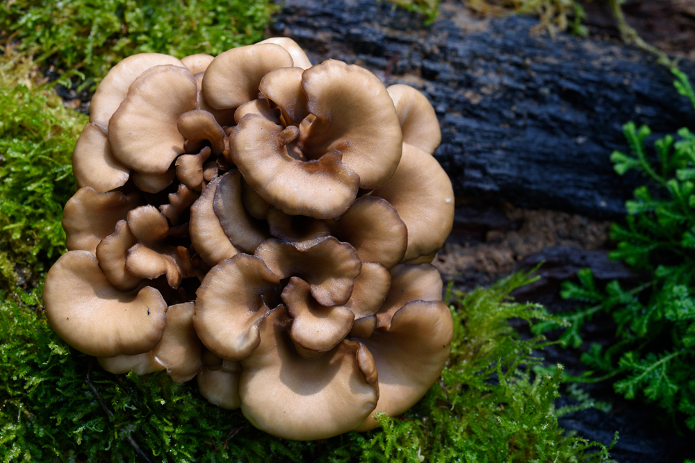 Maitake mushrooms in MDR OnGuard